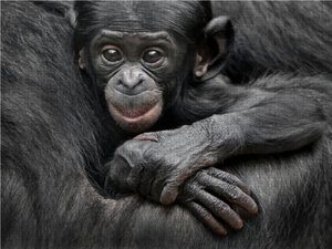 CALVENDO Puzzle Bonobo XEKELE 1000 Teile Puzzle quer