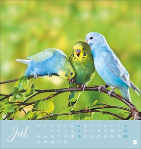 Freche Wellensittiche Postkartenkalender 2026