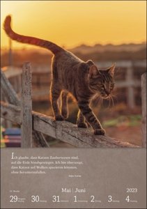 Literaturkalender Katzen Wochen-Kulturkalender 2023. 53 Katzenporträts und katzenverliebte Literaturauszüge in einem Wochenkalender 2023. Dekorativer Kalender für Katzenliebhaber.