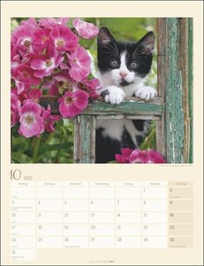 Katzen auf dem Lande Kalender 2022