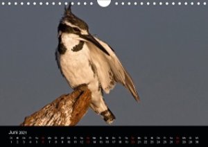Botswanas Vogelwelt (Wandkalender 2021 DIN A4 quer)