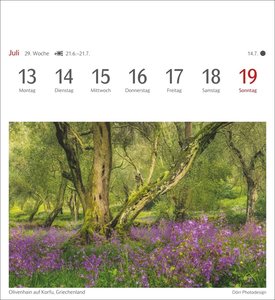Bäume Postkartenkalender 2026