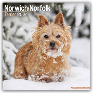 Norfolk Terrier 2024 - 16-Monatskalender