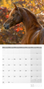Pferde Kalender 2023 - 30x30