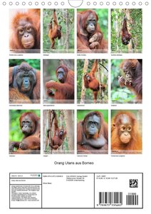 Orang Utans aus Borneo (Wandkalender 2021 DIN A4 hoch)