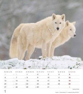 Mythos Wolf 2025 - Foto-Kalender - Wand-Kalender - 30x34