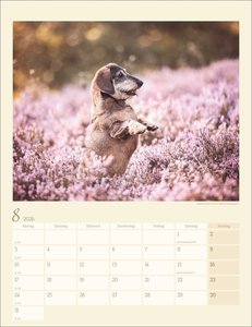 Dackel Kalender 2026