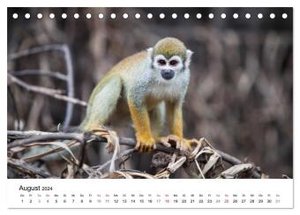 Mythos Amazonas - Naturparadies Brasiliens (Tischkalender 2024 DIN A5 quer), CALVENDO Monatskalender