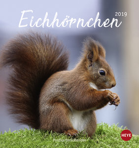 Eichhörnchen 2019