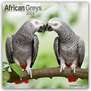 African Greys - Graupapageien 2024 - 16-Monatskalender