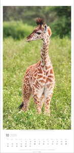 Giraffen Kalender 2026