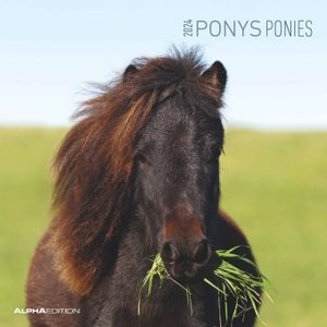 Ponys 2024 - Broschürenkalender 30x30 cm (30x60 geöffnet) - Kalender mit Platz für Notizen - Ponies - Bildkalender - Wandplaner - Pferdekalender