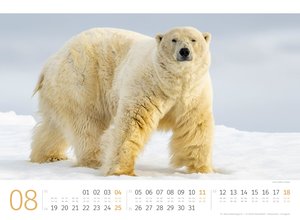 Eisbären Kalender 2024