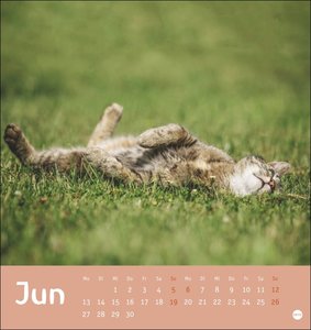 Tierisch entspannte Katzen Postkartenkalender 2022