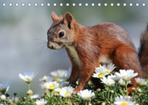 Eichhörnchen Momentaufnahmen fürs Herz (Tischkalender 2023 DIN A5 quer)
