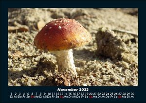 Pilzkalender 2022 Fotokalender DIN A5