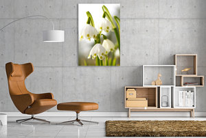 Premium Textil-Leinwand 80 cm x 120 cm  hoch Märzenbecher oder Frühlingsknotenblume