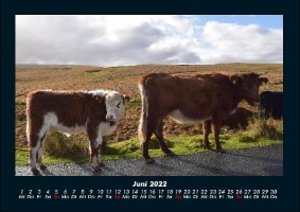 Kühe Kalender 2022 Fotokalender DIN A4