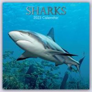 Sharks - Haie 2023 - 16-Monatskalender