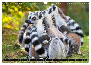 Lemuren die süßen Bewohner Madagaskars (Wandkalender 2024 DIN A3 quer), CALVENDO Monatskalender