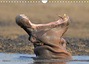 Flusspferde Magie des Augenblicks - Hippos in Afrika (Wandkalender 2023 DIN A4 quer)