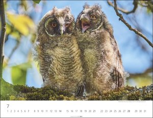 Eulen Kalender 2024. Beeindruckende Aufnahmen der schönen Greifvögel in einem großen Fotokalender. Ein Wand-Kalender 2024 für alle Fans der nachtaktiven Vögel. 44x34 cm Querformat
