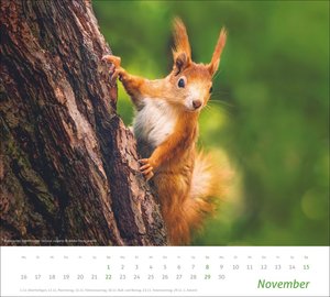 times&more Heimische Tiere Bildkalender 2026