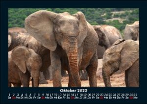 Der Elefantenkalender 2022 Fotokalender DIN A5