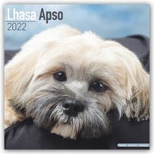 Lhasa Apso - Lhasaterrier 2022 - 16-Monatskalender