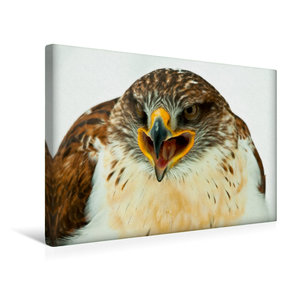 Premium Textil-Leinwand 45 cm x 30 cm quer Koenigsraufussbussard - Buteo regalis