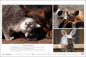 Whiskas Katzenkalender 2023. Foto-Wandkalender mit süßen Katzen und lustigen Geschichten. Wandkalender 2023 in schönem Design. Bildkalender 2023 Querformat 45x30 cm.
