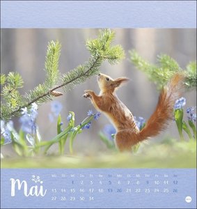 Trunov: Märchenhaftes Waldleben Postkartenkalender 2024. Der Tierfotograf fängt den Zauber der Waldtiere in seinen atemberaubenden Bildern ein. Süßer Tierkalender 2024.