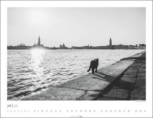 Venedig und die Katzen Kalender 2024. Samtpfoten in der Lagunenstadt, eingefangen in einem großen Wandkalender in schwarz-weiß. Hochwertiger Fotokalender im Großformat für Katzenliebhaber.