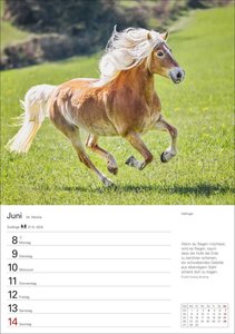 Pferde Wochenplaner 2026 - 53 faszinierende Fotografien