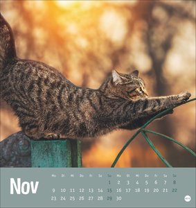 Tierisch entspannte Katzen Postkartenkalender 2026