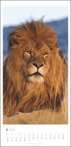 Big Cats Kalender 2024. Große Raubkatzen porträtiert in einem Wandkalender 2024 XL. Länglicher Kalender mit ausdrucksstarken Fotos von Löwe, Tiger und Co. 33x68 cm Hochformat