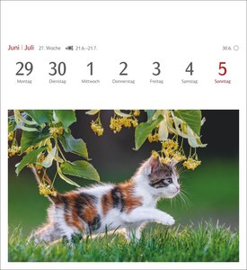 Katzen Postkartenkalender 2026