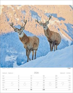 Tiere der Alpen Kalender 2026