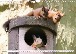 Tiere in Aktion (Wandkalender 2021 DIN A4 quer)