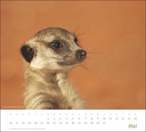 times&more Erdmännchen Bildkalender 2022