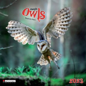 Magic Owls  2023