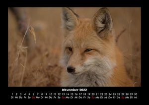 Der Tierkalender 2022 Fotokalender DIN A3