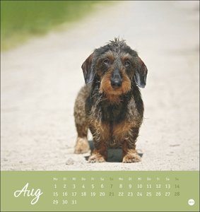 Dackel Postkartenkalender 2022
