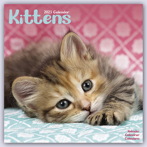Kittens - Kätzchen 2023 - 16-Monatskalender