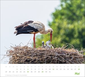 times&more Heimische Tiere Bildkalender 2025