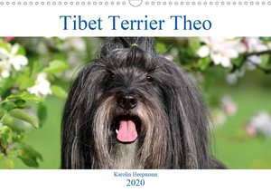 Tibet Terrier Theo
