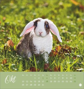 Süße Kaninchen Postkartenkalender 2026