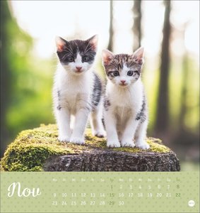 Katzen Postkartenkalender Kleine Tiger 2026