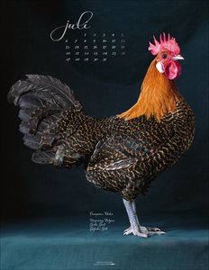 Pretty Chicks 2026