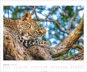 African Wildlife Kalender 2026